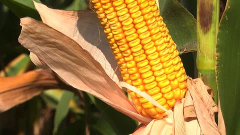 Corn kernels on a stump in the field during the filling period Stock Footage 146795392