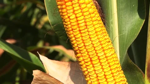 Corn kernels on a stump in the field during the filling period Stock Footage 146795399