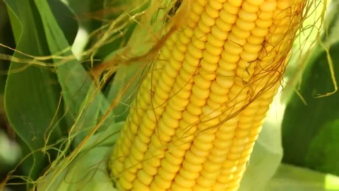 Corn kernels on a stump in the field during the filling period Stock Footage 146795413