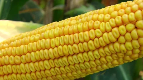 Corn kernels on a stump in the field during the filling period Stock Footage 146795425