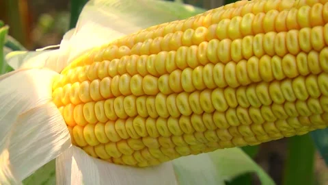 Corn kernels on a stump in the field during the filling period Stock Footage 146795429