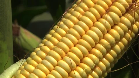 Corn kernels on a stump in the field during the filling period Stock Footage 146795449