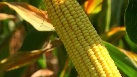 Corn kernels on a stump in the field during the filling period Stock Footage 146795453