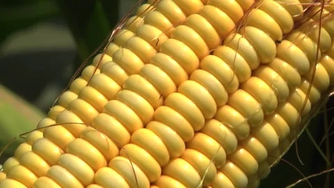 Corn kernels on a stump in the field during the filling period Stock Footage 146795457