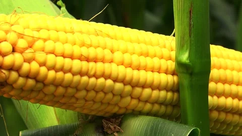 Corn kernels on a stump in the field during the filling period Stock Footage 146795491