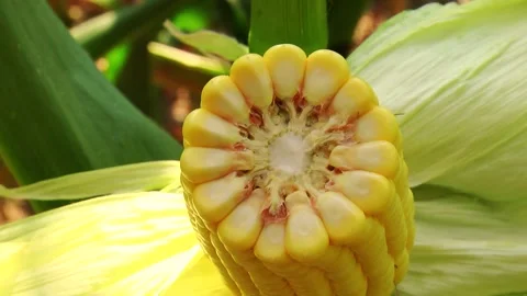 Corn kernels on a stump in the field during the filling period Stock Footage 146795527