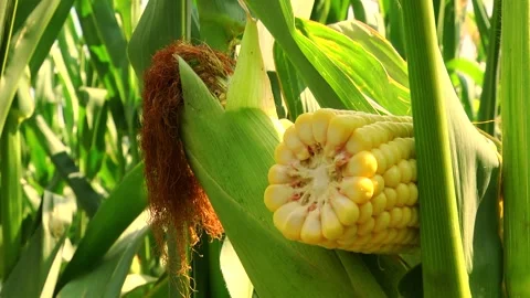 Corn kernels on a stump in the field during the filling period Stock Footage 146795610