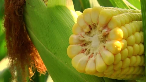 Corn kernels on a stump in the field during the filling period Stock Footage 146795613
