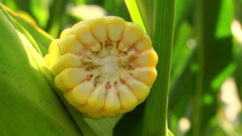 Corn kernels on a stump in the field during the filling period Stock Footage 146795615