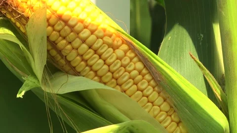 Corn kernels on a stump in the field during the filling period Stock Footage 146795621