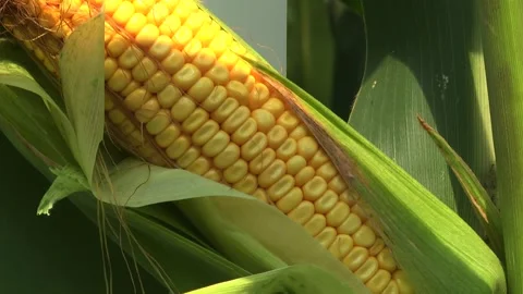 Corn kernels on a stump in the field during the filling period Stock Footage 146795661