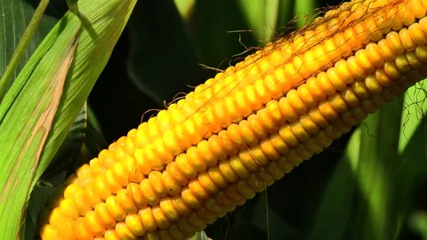 Corn kernels on a stump in the field during the filling period Stock Footage 146795716