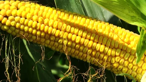 Corn kernels on a stump in the field during the filling period Stock Footage 146795740