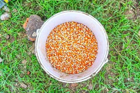 Corn kernels in a white bucket Stock Photos