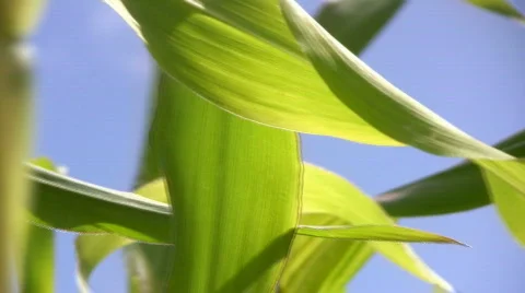 Corn leaf against the sky Stock Footage 477200