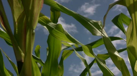 Corn leaf against the sky Stock Footage 477768