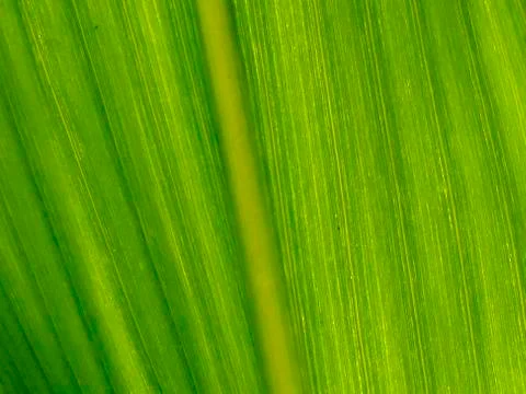 Corn leaf in backlit, full format Stock Photos