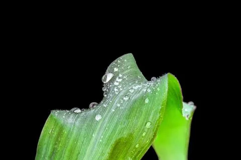 Corn leaf close-up in pure drops of dew Stock Photos