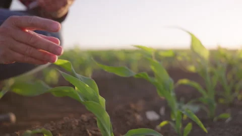 Corn leaf damage by insect. Female Farmer inspect corn leaves of disease Stock Footage 276891771