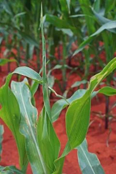 Corn leaf damage from worm Stock Photos