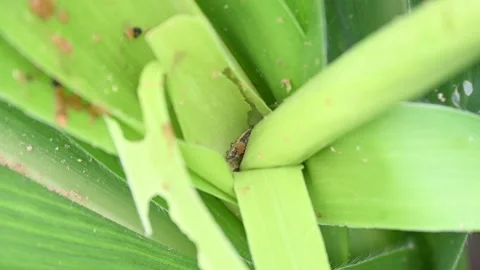 Corn leaf damaged by fall armyworm Spodoptera frugiperda. Corn leaves attac.. Stock Footage 315557963