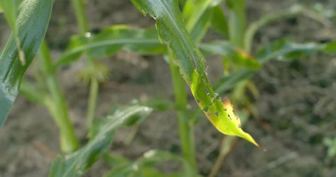 Corn leaf damaged by leaf borer insects, showing visible holes and feeding marks Stock Footage 321798314
