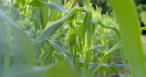 Corn leaf damaged by leaf borer insects, showing visible holes and feeding marks Stock Footage 321798405