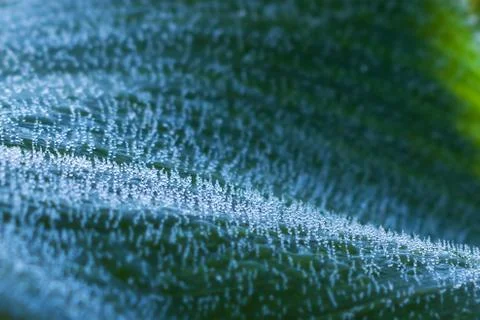Corn leaf with dew close up Stock Photos