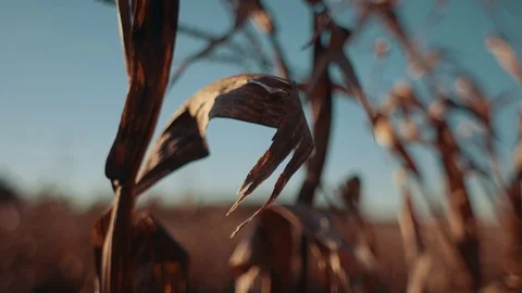 Corn Leaf During Sunset (Dolly Left) Stock Footage 81530007
