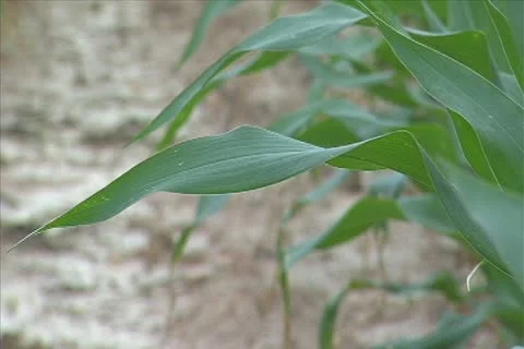 Corn leaf Stock Footage 11351201