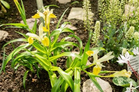 Corn leaf iris or Iris Bucharica plant in Saint Gallen in Switzerland 4.4.25 Stock Photos