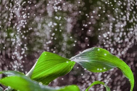 Corn leaf in the rain drops on a blurred background Stock Photos