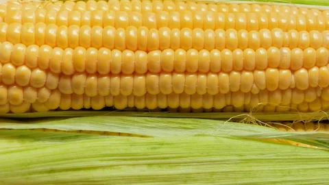 Corn in a leaf, side view. Stock Footage 137766515