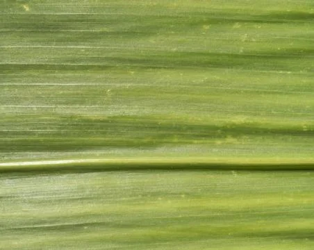 Corn leaf texture Stock Photos