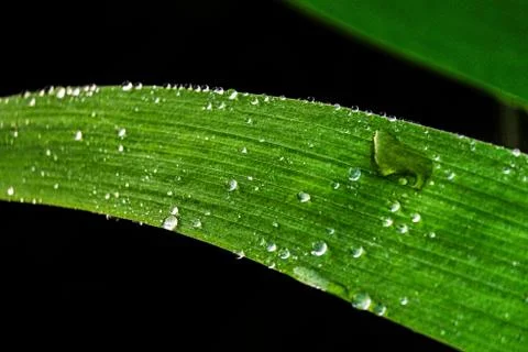 Corn leaf with water drops after rain. Close-up. Foto stock