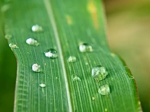 Corn Leaf Zea mays with Dew Drops Glistening Close Up Macro Shot for Nature Back Stock Photos