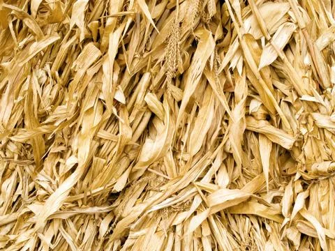 Corn leafs. Stock Photos