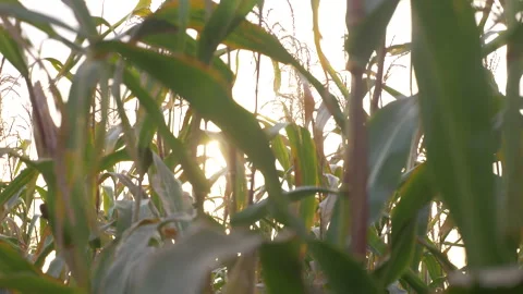Corn leaves against the sky Stock Footage 142025414