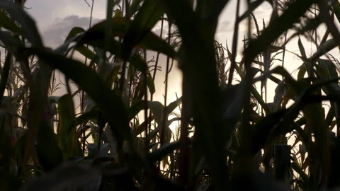 Corn leaves against the sky Stock Footage 142025458