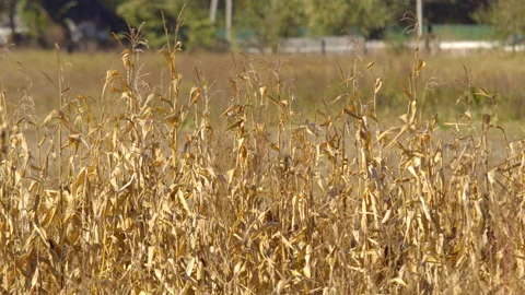 Corn leaves in autumn Stock Footage 99889909