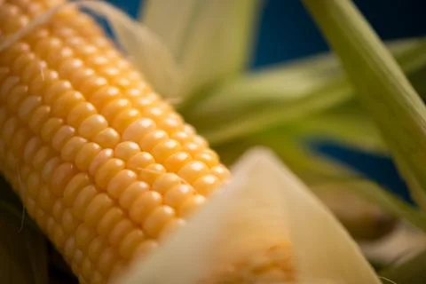 Corn with leaves close up Stock Photos