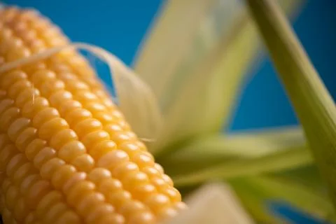 Corn with leaves close up Stock Photos