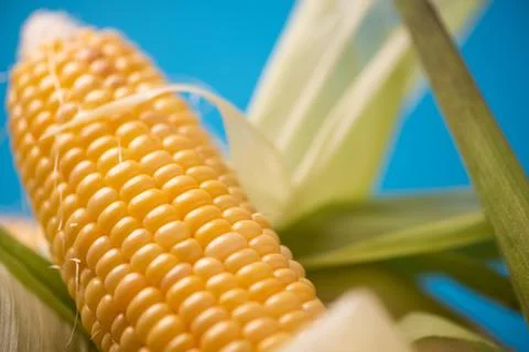 Corn with leaves close up Stock Photos
