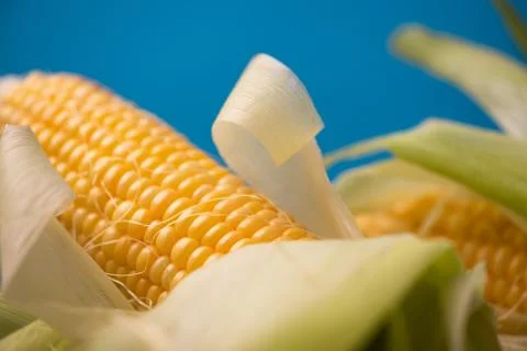 Corn with leaves close up Stock Photos