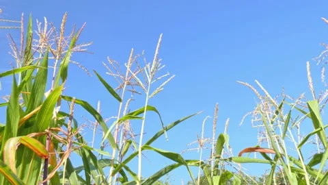 Corn leaves in a cornfield close-up against blue sky Stock Footage 214987943