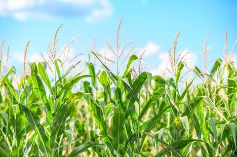 Corn leaves in the field. Stock Photos