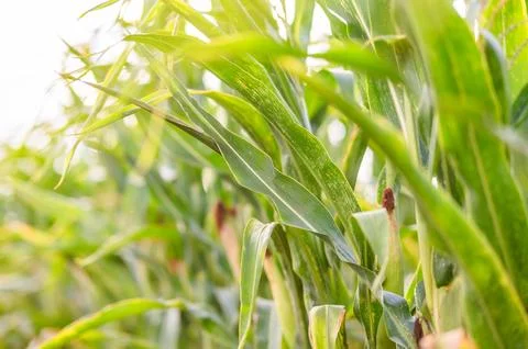 Corn leaves in the field. Stock-Fotos