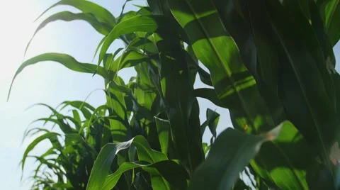 Corn leaves low shot Vídeos de archivo 54708381