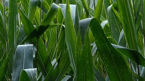 Corn leaves moved by the wind Video stock 116502526