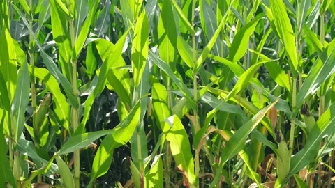 Corn Leaves Moving In A Light Breeze Stock Footage 204996665
